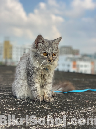 Persian Cat